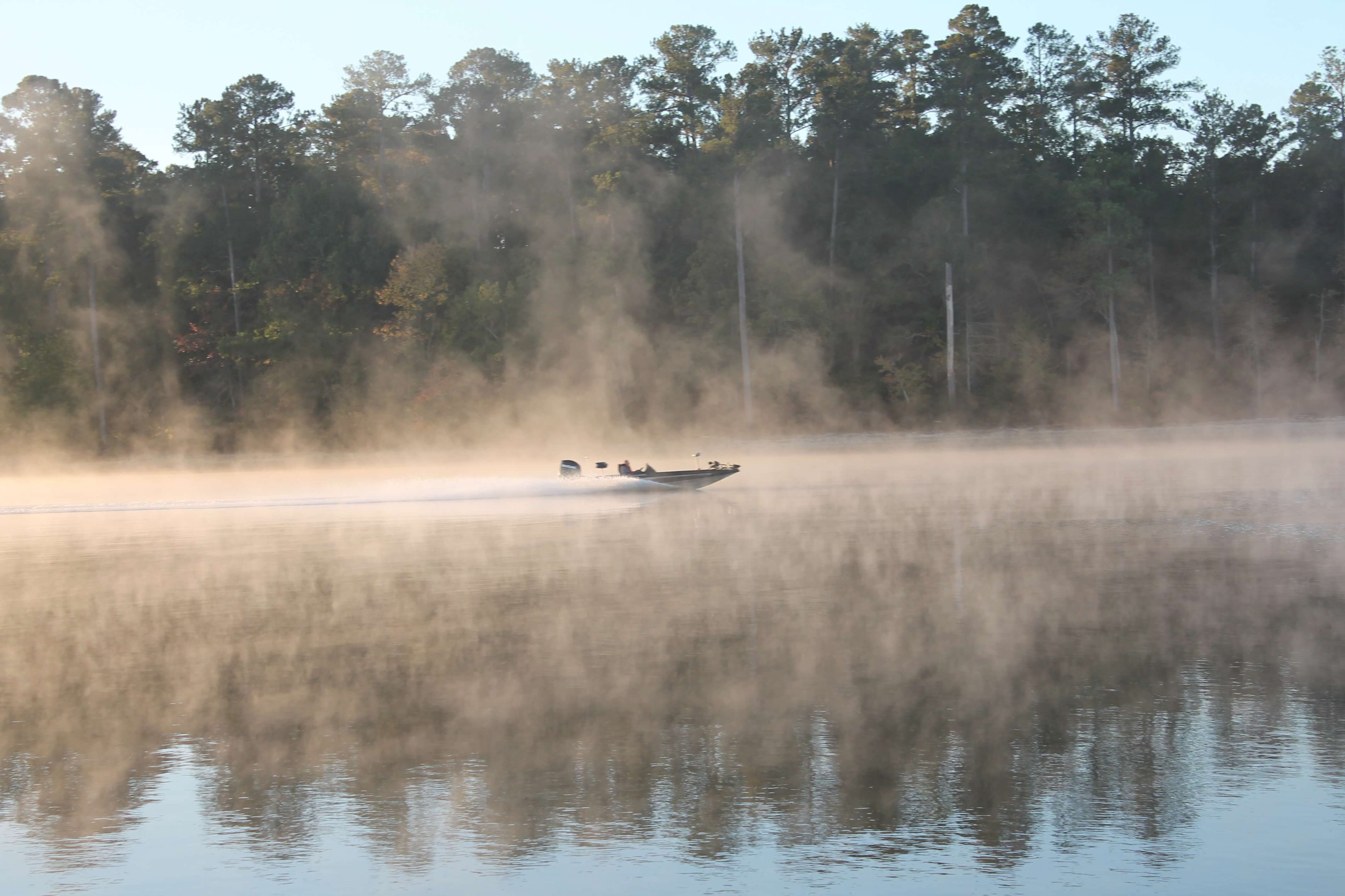 Sheltered cove on Lake Thurmond bordered by pines with mirrored reflections