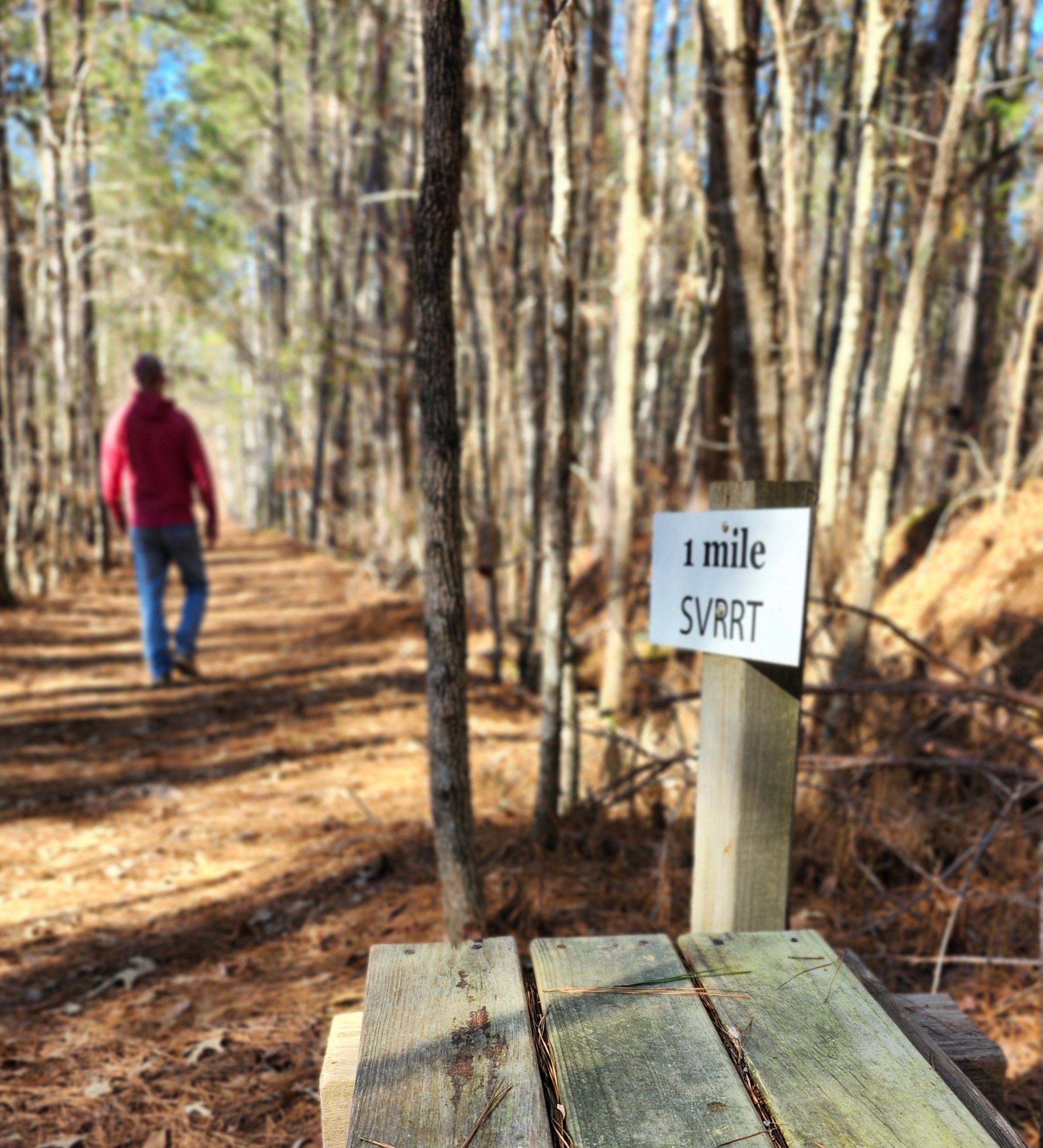 Wooded hiking trail near Lake Thurmond with sunlight through pine trees