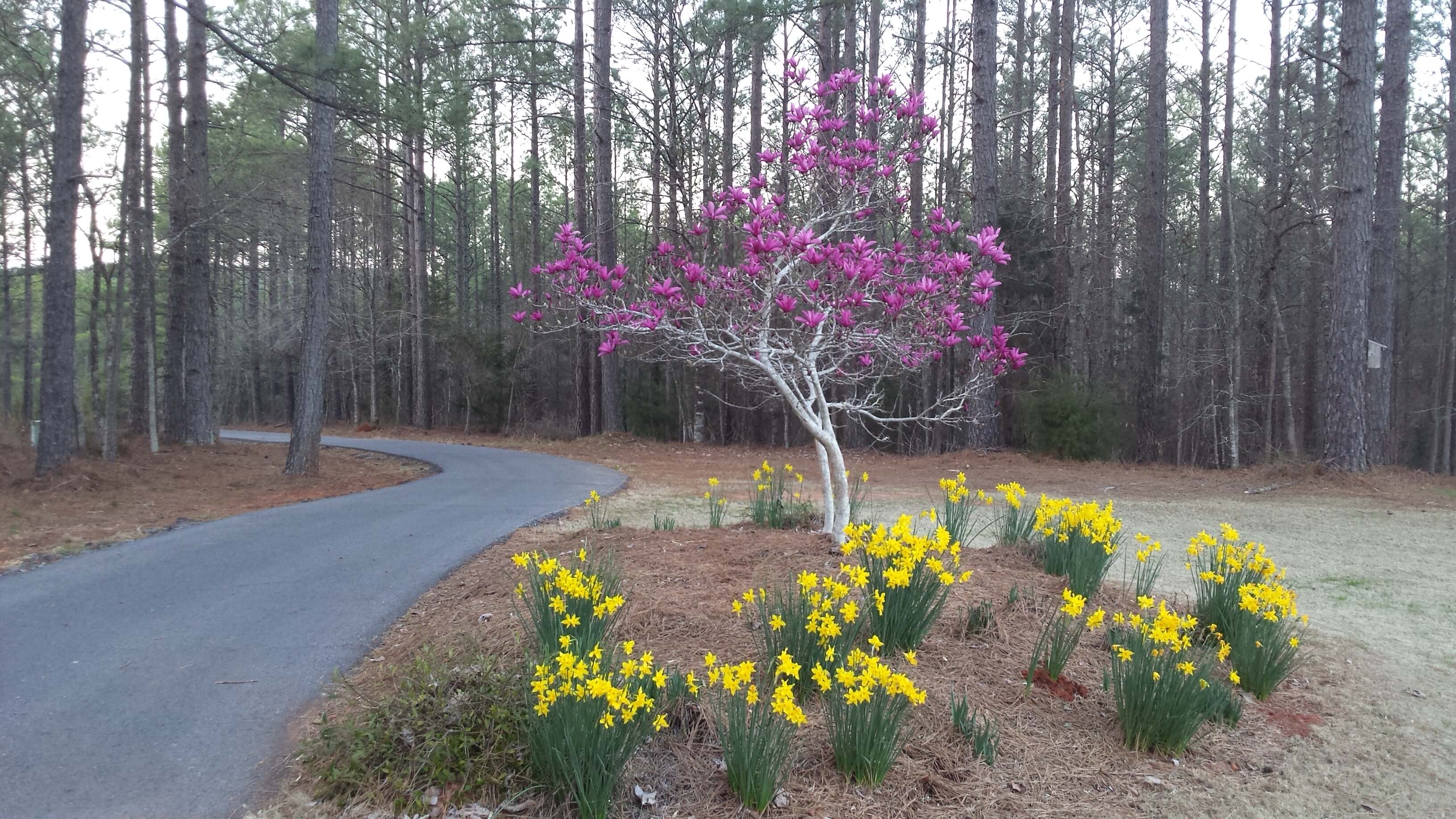 Four seasons at Savannah Lakes Village showing spring flowers, summer lake days, fall colors and mild winters
