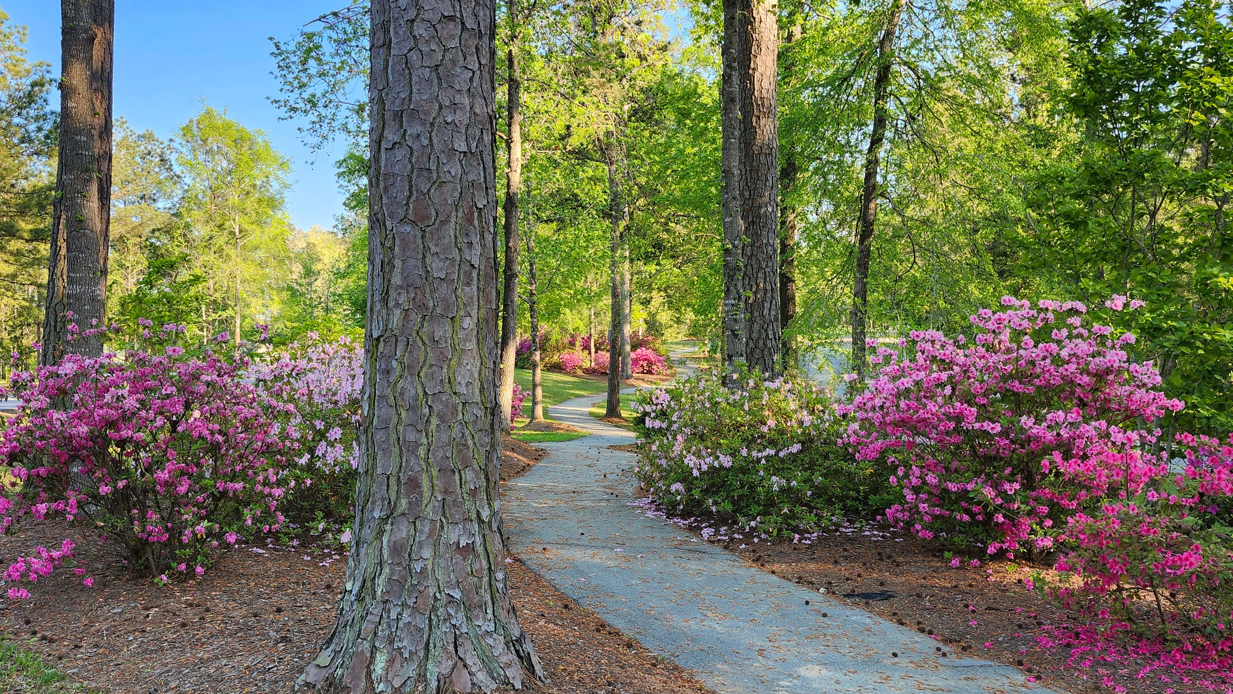Azalea-lined walking path in Savannah Lakes Village