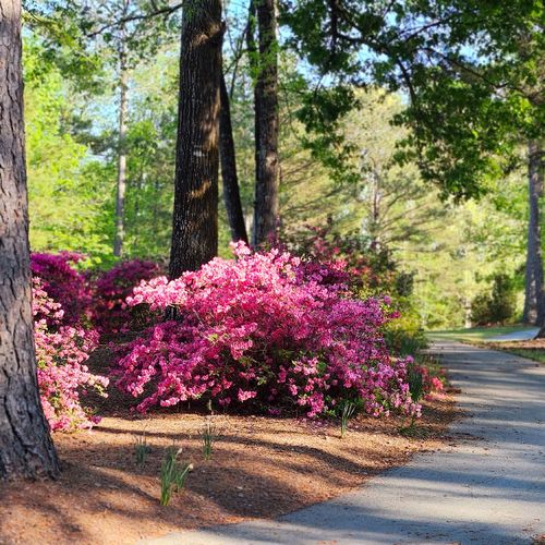 Thinking of Visiting This Spring? How to Explore Savannah Lakes Village Like a Local