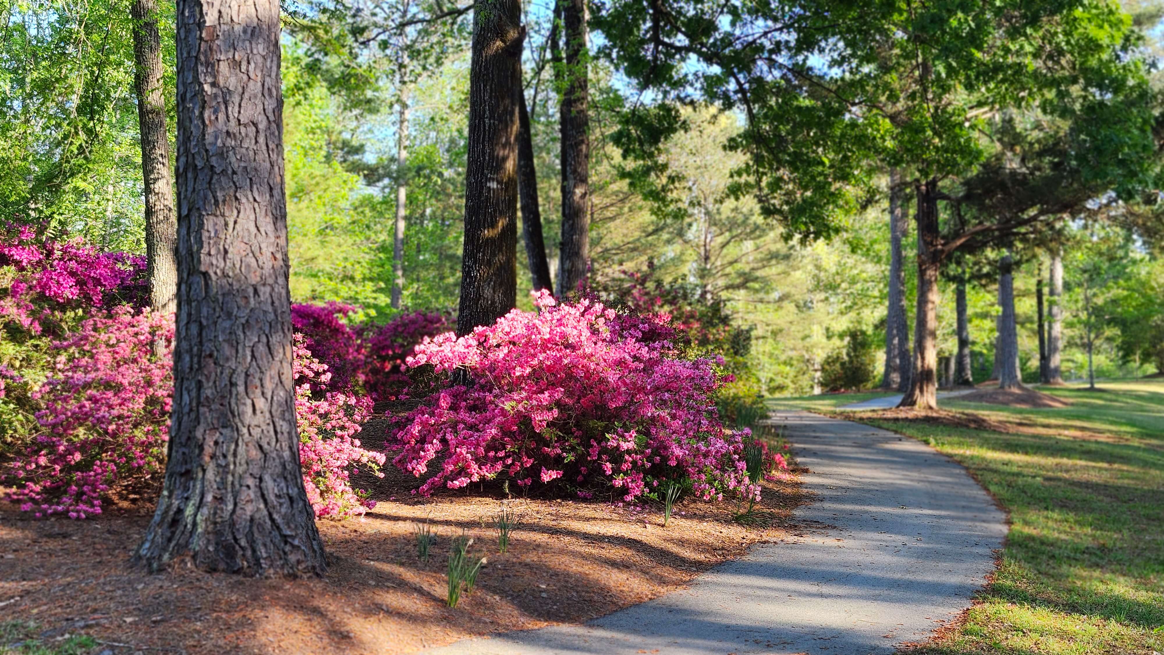 Wooded walking trail in Savannah Lakes Village during spring