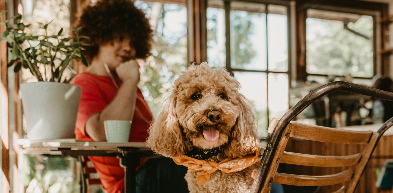 PET FRIENDLY AIRBNB