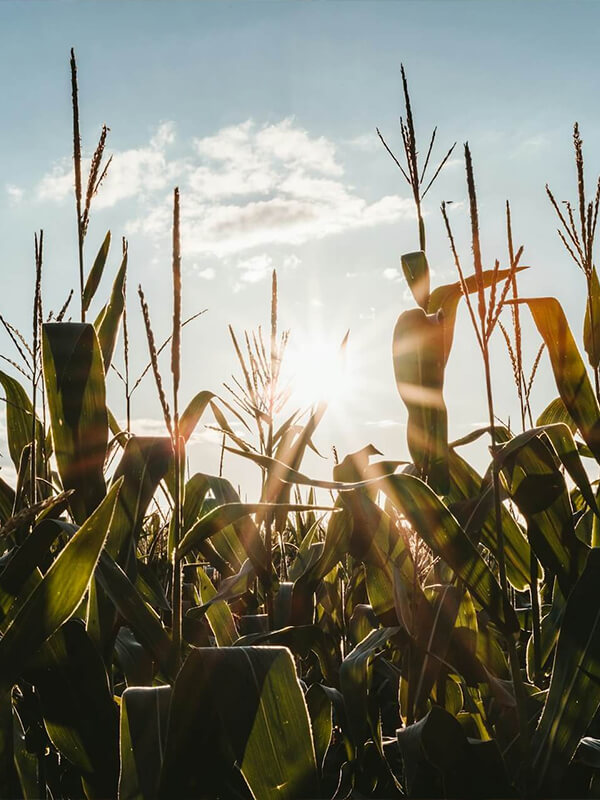 explore-rural-and-agricultural-lifestyle-indianapolis