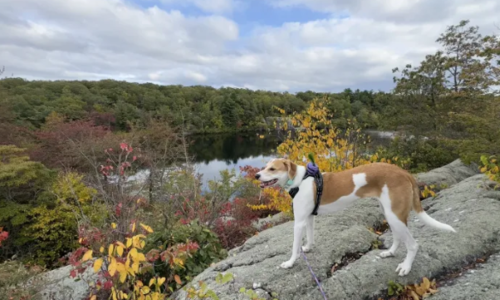 The Best Dog-Friendly Hikes in West Milford, New …