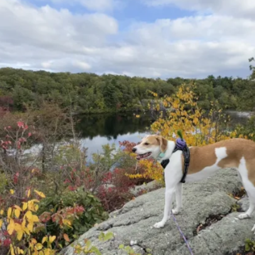 The Best Dog-Friendly Hikes in West Milford, New Jersey for an Outdoor Adventure