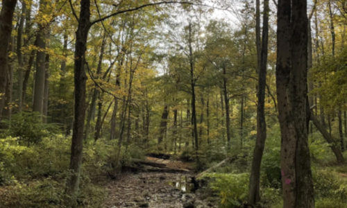 The Creepiest Hike in New Jersey Takes You …
