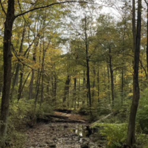 The Creepiest Hike in New Jersey Takes You Through the Ruins of an Abandoned Village