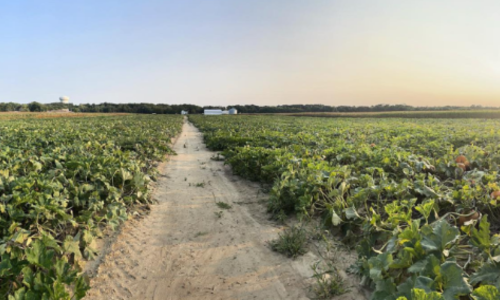 This New Jersey Pumpkin Patch Is the Ultimate …