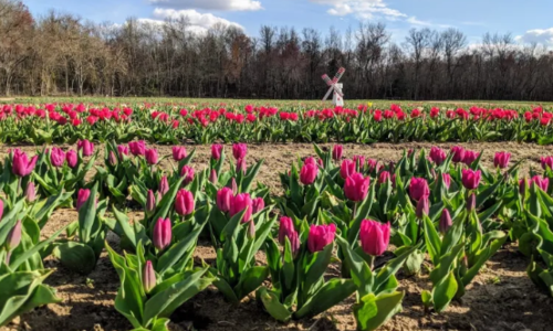 This Incredible Flower Road Trip Through New Jersey Is The &hellip;