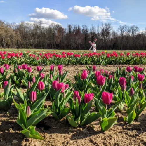 This Incredible Flower Road Trip Through New Jersey Is The Ultimate Spring Adventure