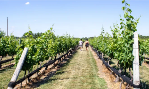 This Tiny Winery Town in New Jersey Is a Hidden …
