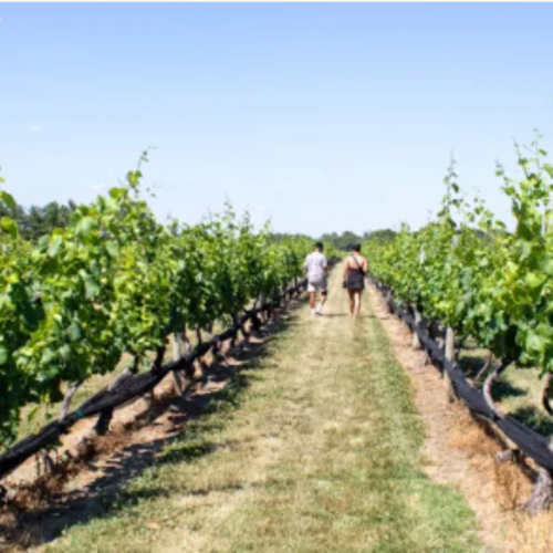 This Tiny Winery Town in New Jersey Is a Hidden Gem for Wine Lovers