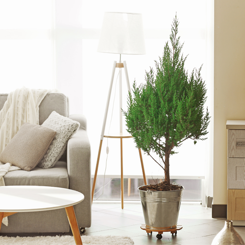 Downsizing Made Simple: Finding the Right Realtor in Villa Park