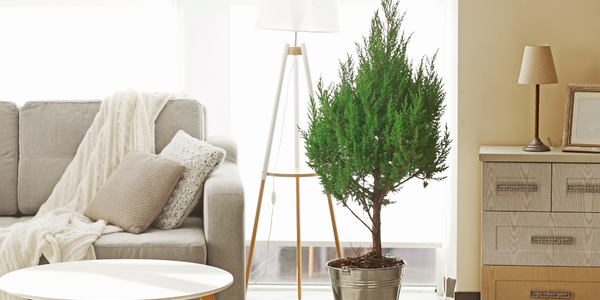 Downsizing Made Simple: Finding the Right Realtor in &hellip;