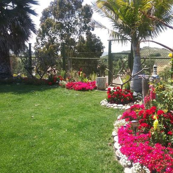 Back yard flowers blooming san Dimas