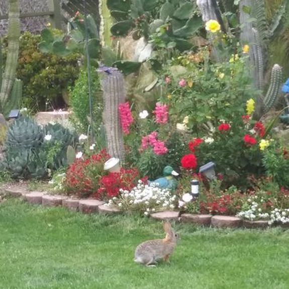 back yard with bunny san dimas