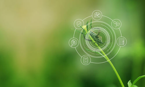 Eco-Friendly Pest Management