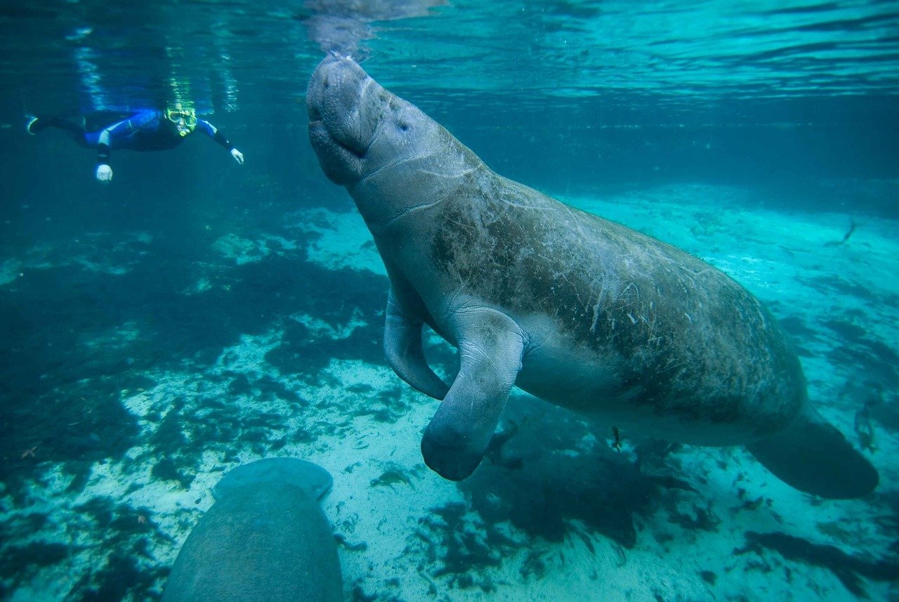 Crystal River Florida Manatees