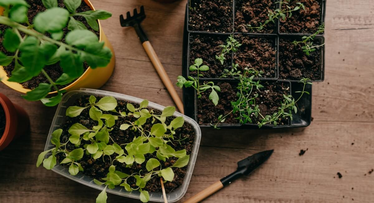 Choosing the Plants