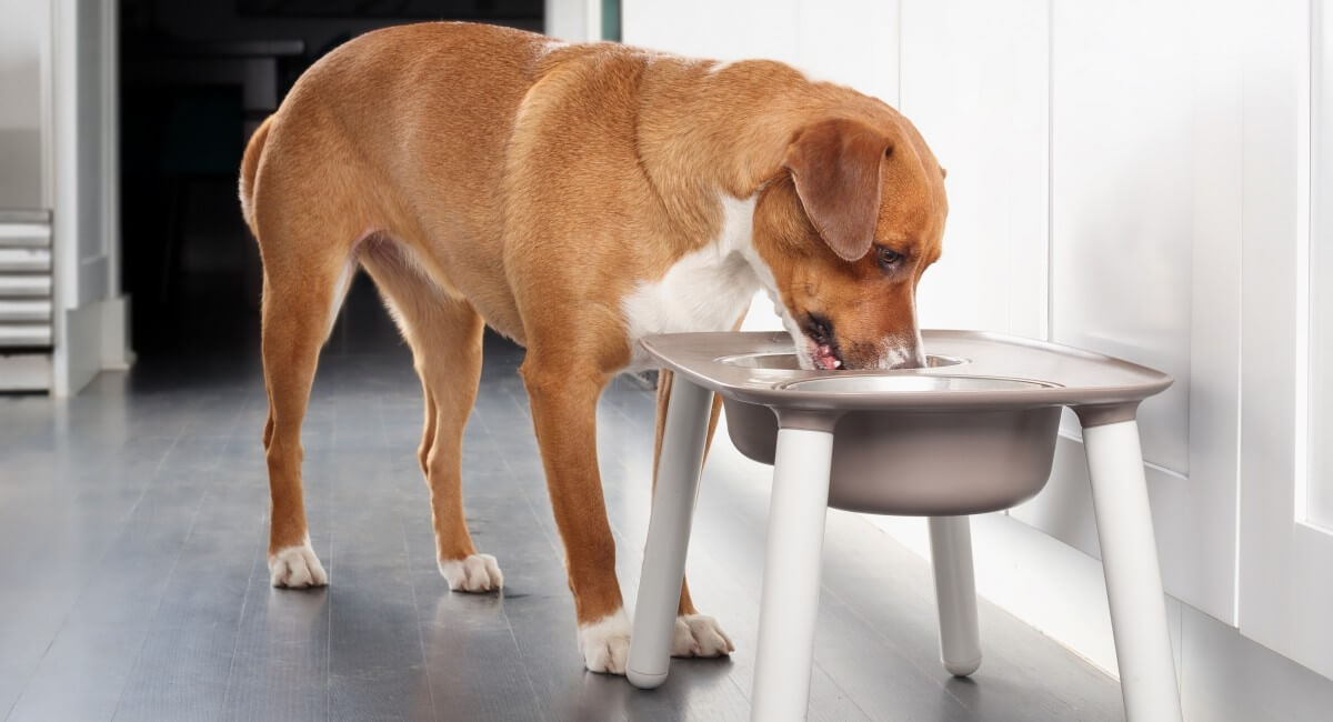 Feeding and Watering Station