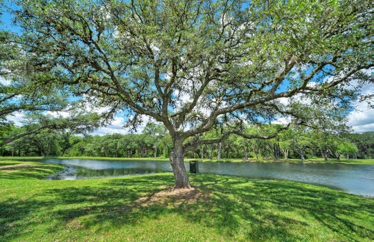 13457 Frantz Rd Cat Spring TX-large-088-067-Small Lake and Large Tree-1500&#215;998-72dpi
