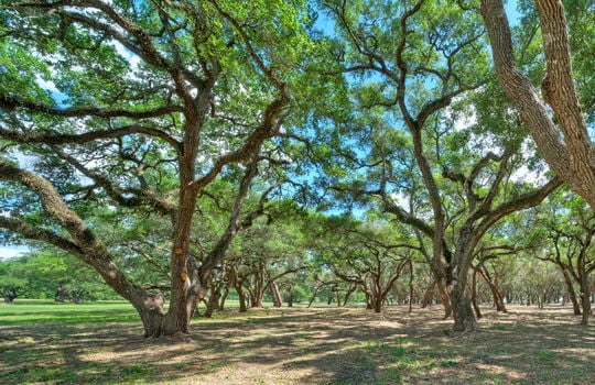 13457 Frantz Rd Cat Spring TX-large-105-112-ParkLike Grove of Cleared and-1490&#215;1000-72dpi