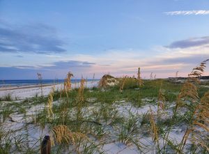 Sea oats and dunes on St. George Island State Park Florida