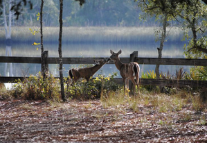 Deer aat OCHLOCKONEE RIVER STATE PARK