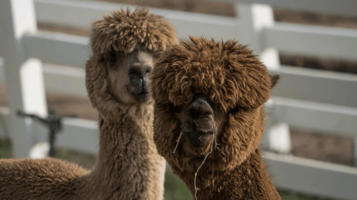 Canzelle Alpacas