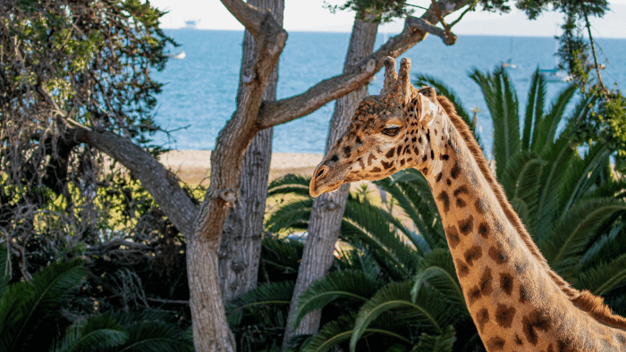 Santa Barbara Zoo