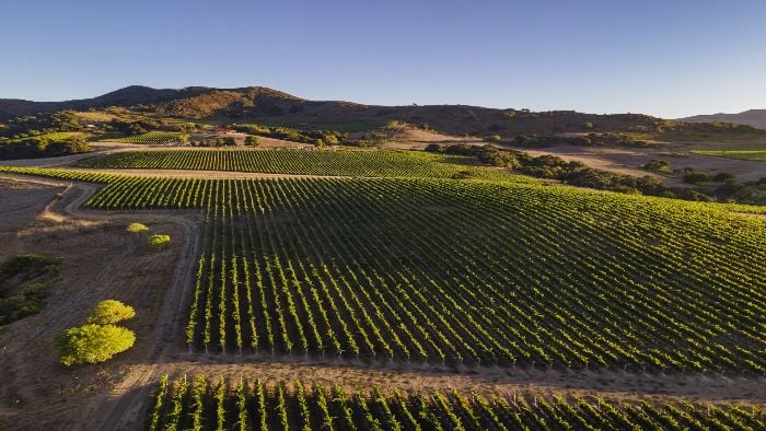 Gainey Estate Vineyards