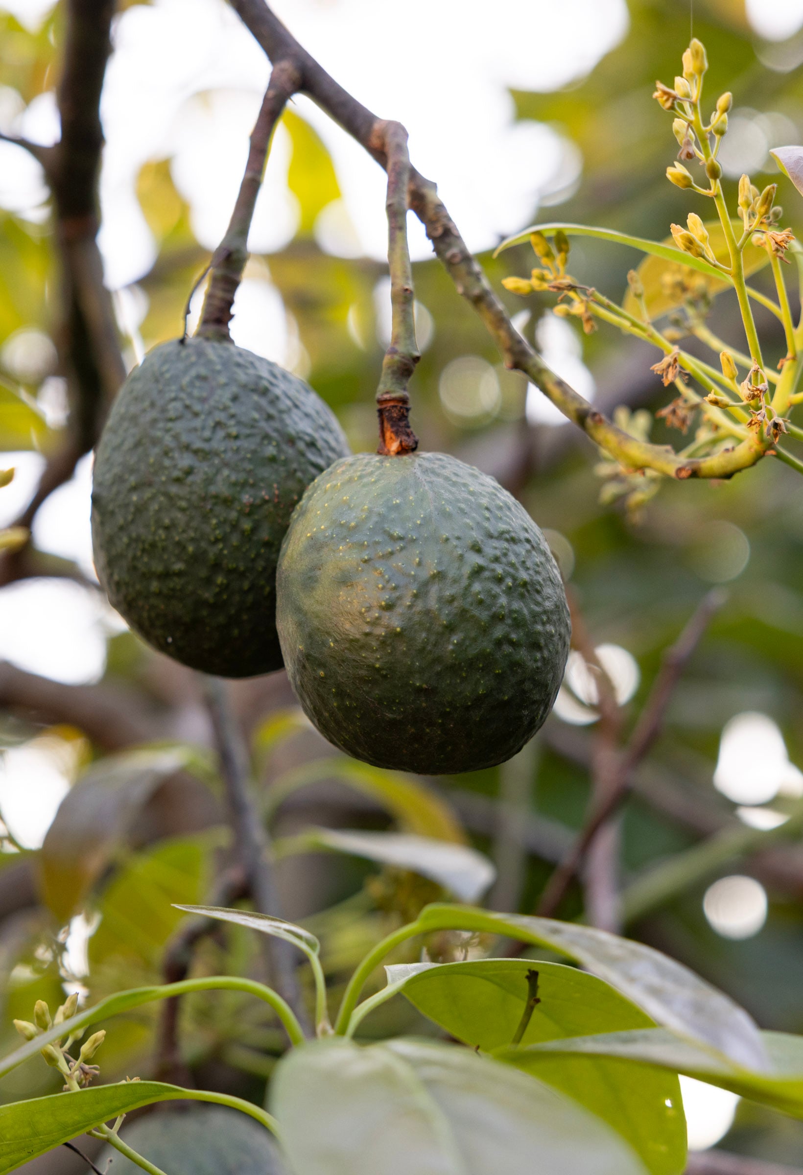 7401 Shepard Mesa_0032