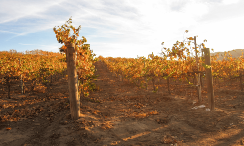 Discover Temecula's Autumn Magic through Festive Gatherings