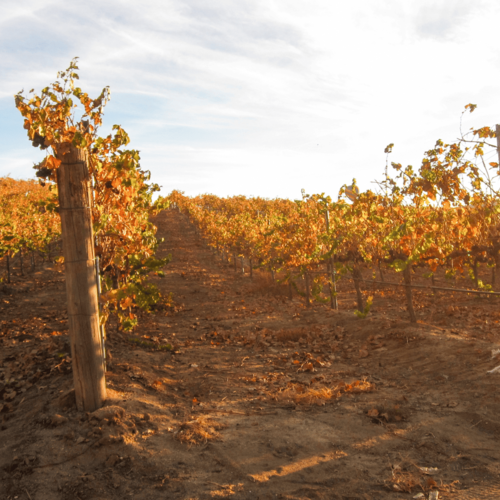 Discover Temecula's Autumn Magic through Festive Gatherings