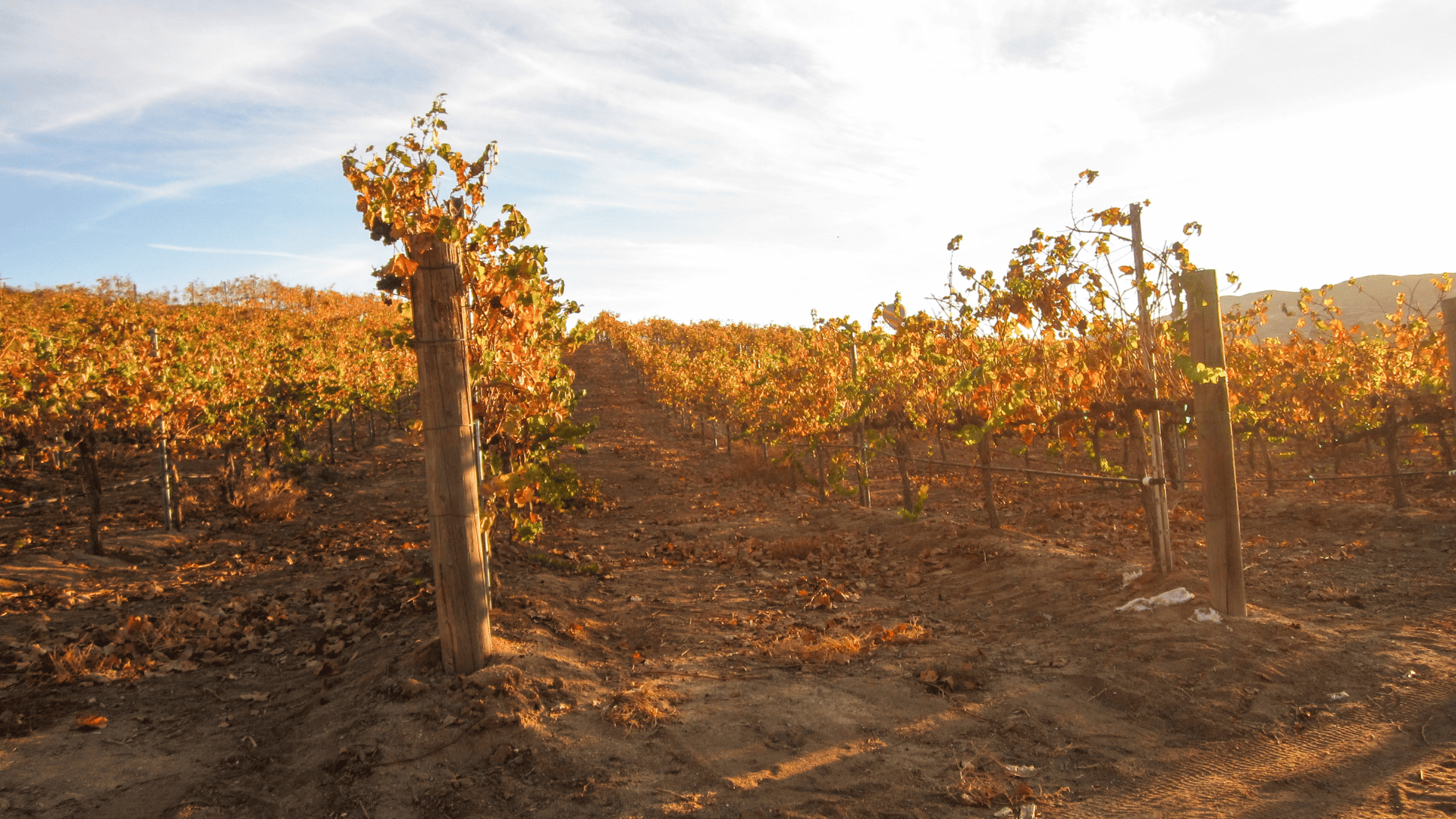 Discover Temecula's Autumn Magic through Festive G&hellip;