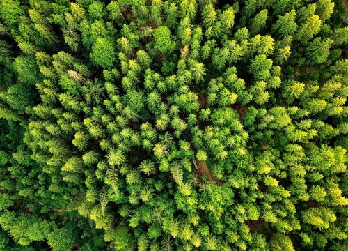 Cole - Trinity County Image