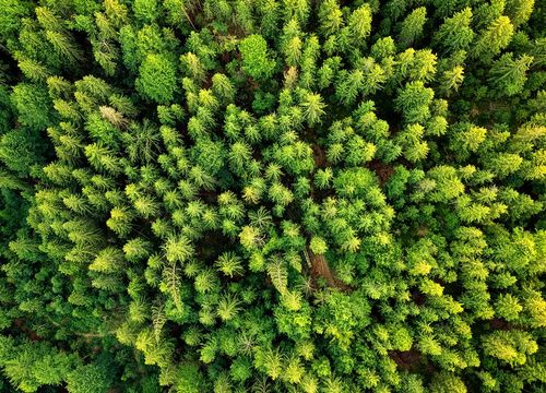 Cole - Panola County image (1)