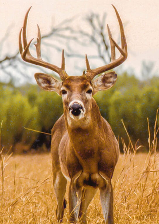 Home-Page-Vertical-Graphic-ONE 1(1)