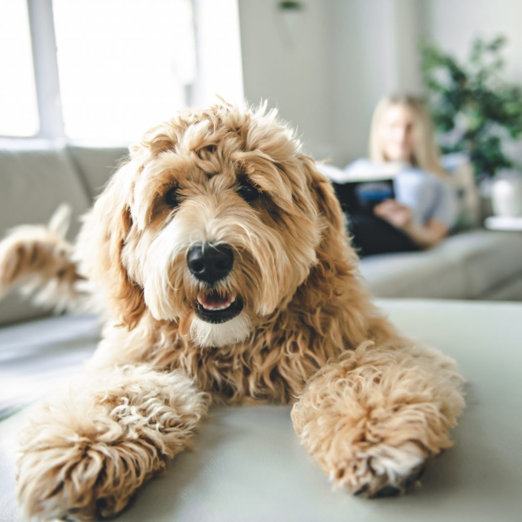 New development says ‘yes’ to pets and family