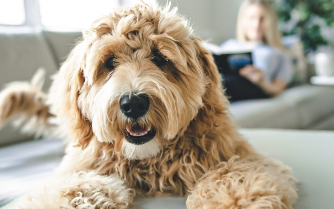 New development says ‘yes’ to pets and family