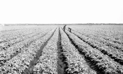 Manatee County’s Agricultural Past and its Influence on …