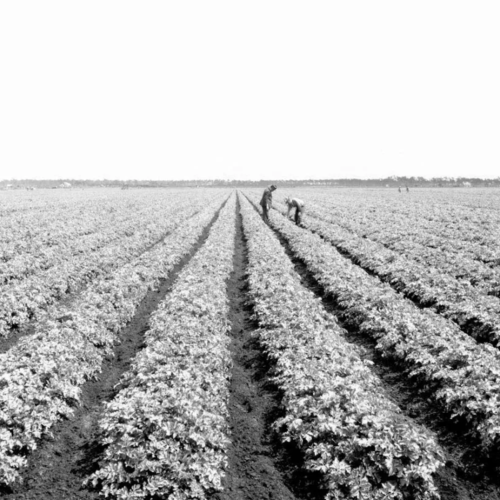 Manatee County’s Agricultural Past and its Influence on Today’s Real Estate Market