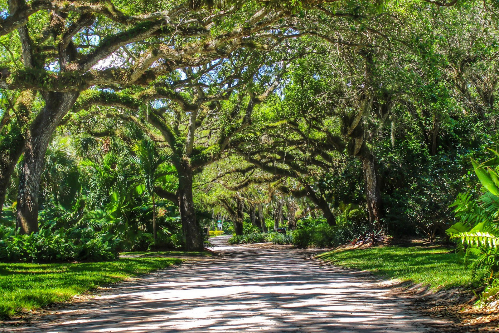 Oak-canopied residential street near Riomar Country Club in Vero Beach