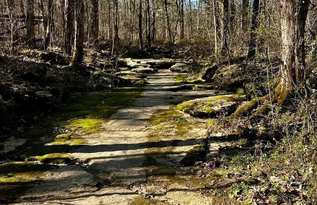 cedars-of-lebanon-state-park-limestone-trail-wildflower-festival-wilson-county-tennessee