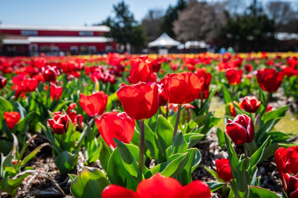 Red tulip fields in bloom at Lucky Ladd Farms Tennessee Tulip Festival, Nolensville, Williamson County