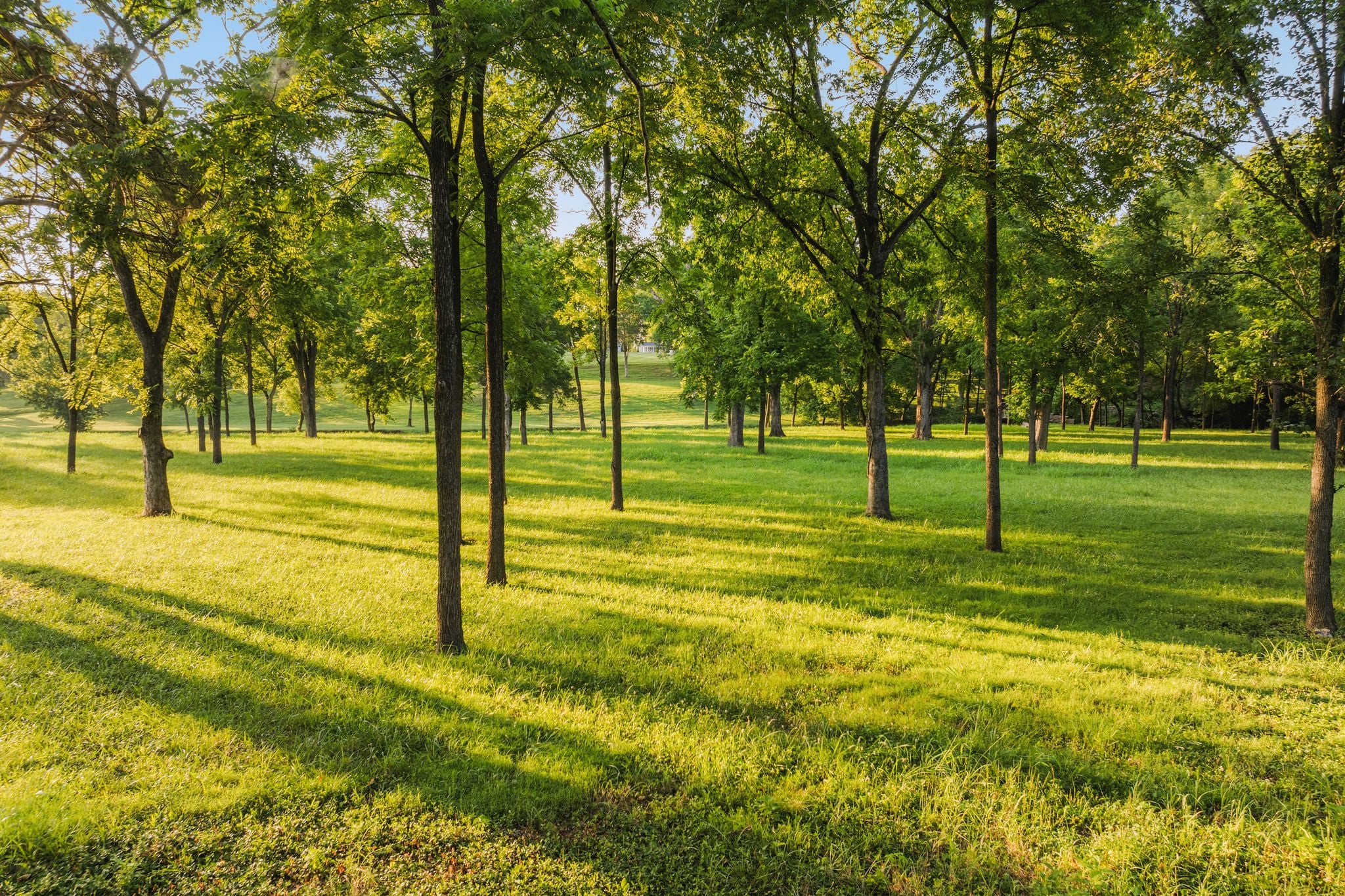 Open lawn and parkland rolling down to Richland Creek at 4753 Post Road, Hillwood Nashville