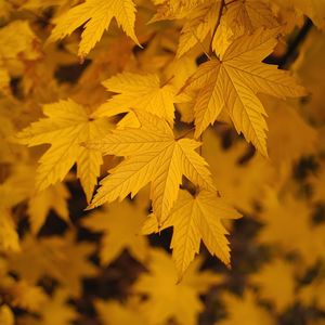 yellow leaves