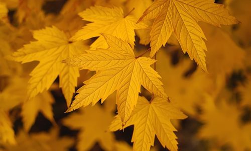 Los Angeles Winter Home Prep