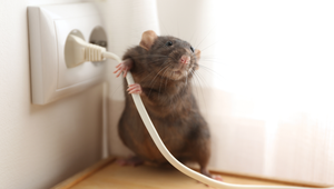 Potential pest issue in St. Augustine Florida homes.
